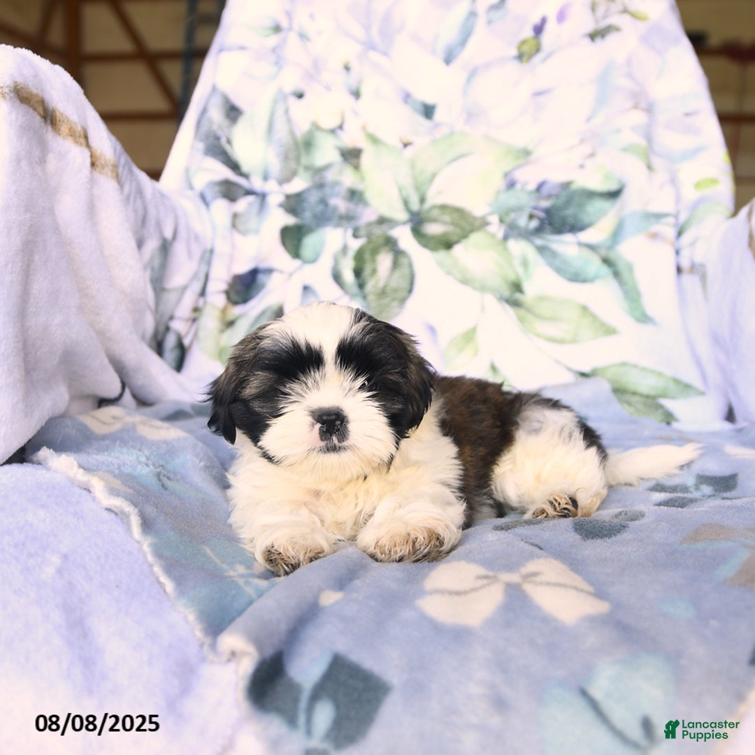 Shih Tzu dogs for sale: Krystal - Image 5