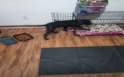 Cane Corso dogs for sale: Broco - Image 4