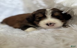 Bernedoodle dogs for sale: Tri Color Girl - Image 3