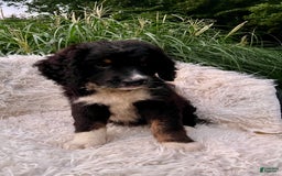 Bernedoodle dogs for sale: Ranger - Image 1