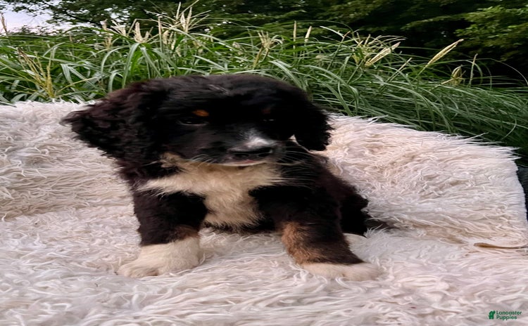 Bernedoodle dogs for sale - Ad 4