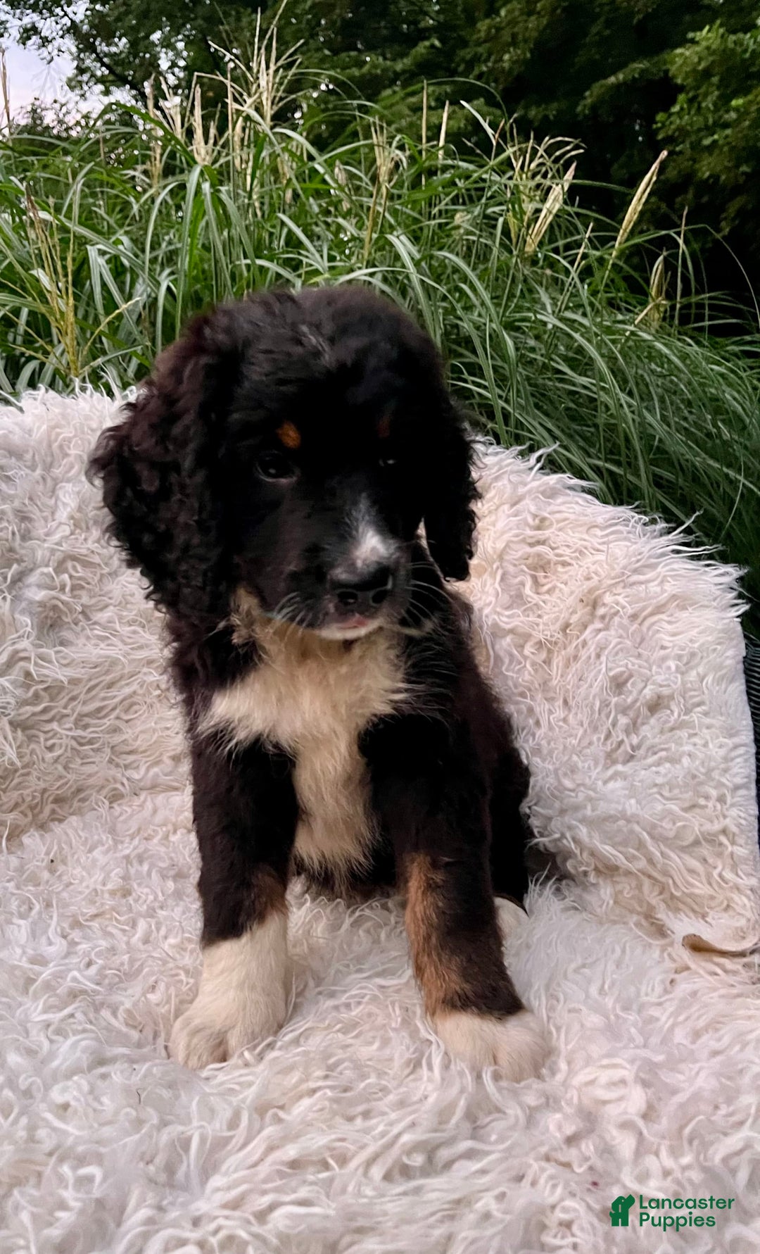 Bernedoodle dogs for sale: Ranger - Image 1