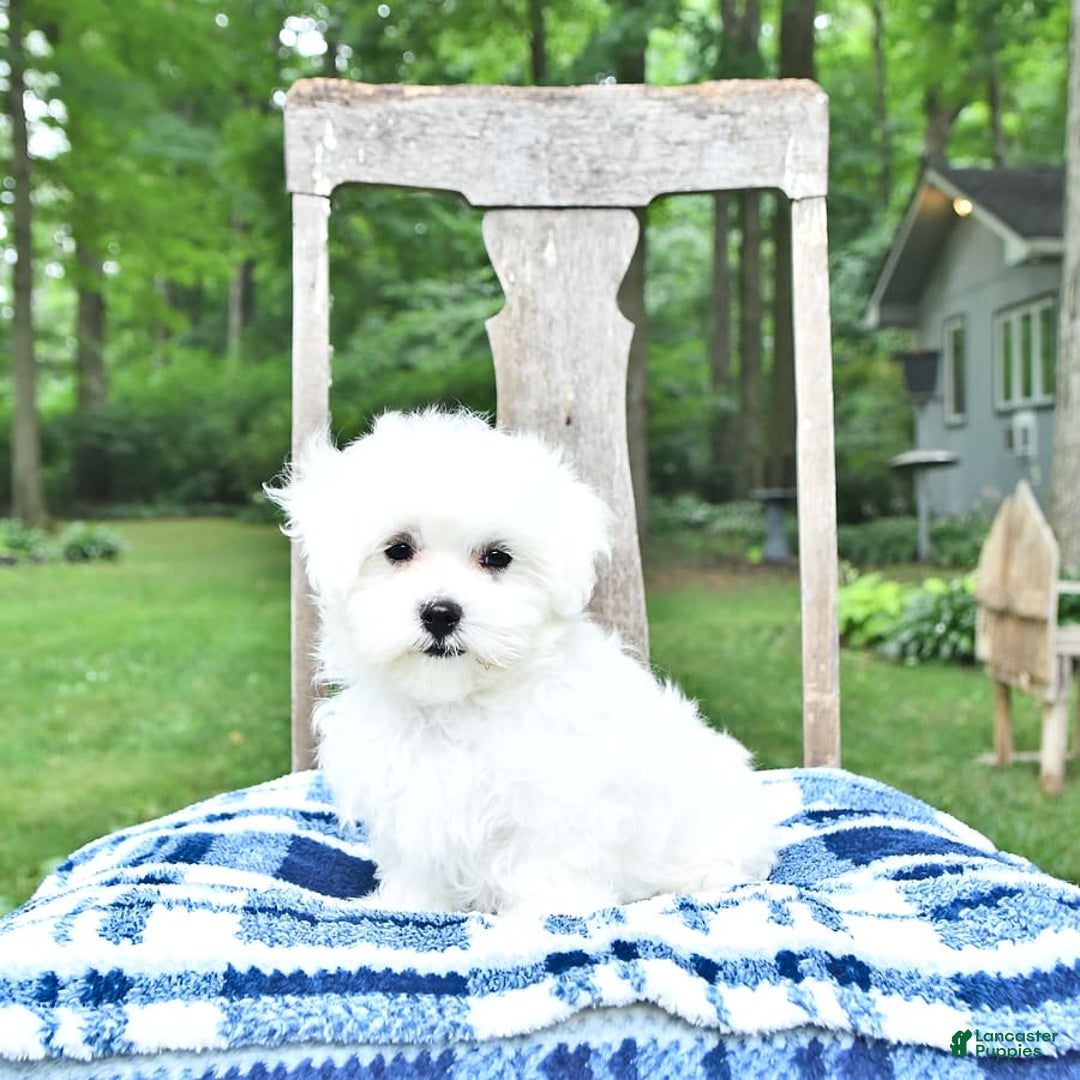 Maltese dogs for sale: Dakota - Image 3