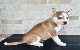 Siberian Husky dogs for sale: Ace - Image 6
