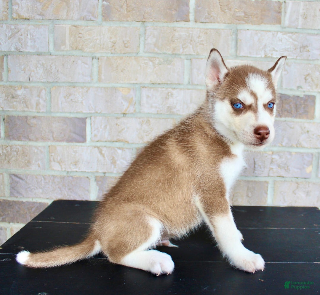 Siberian Husky dogs for sale: Ace - Image 6