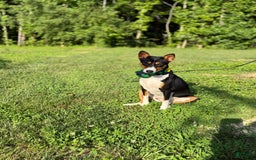 Basenji dogs for sale: Little Mae - Image 4