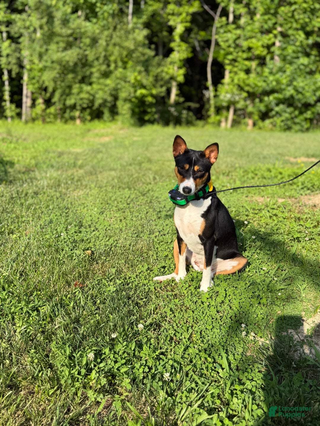 Basenji dogs for sale: Little Mae - Image 4