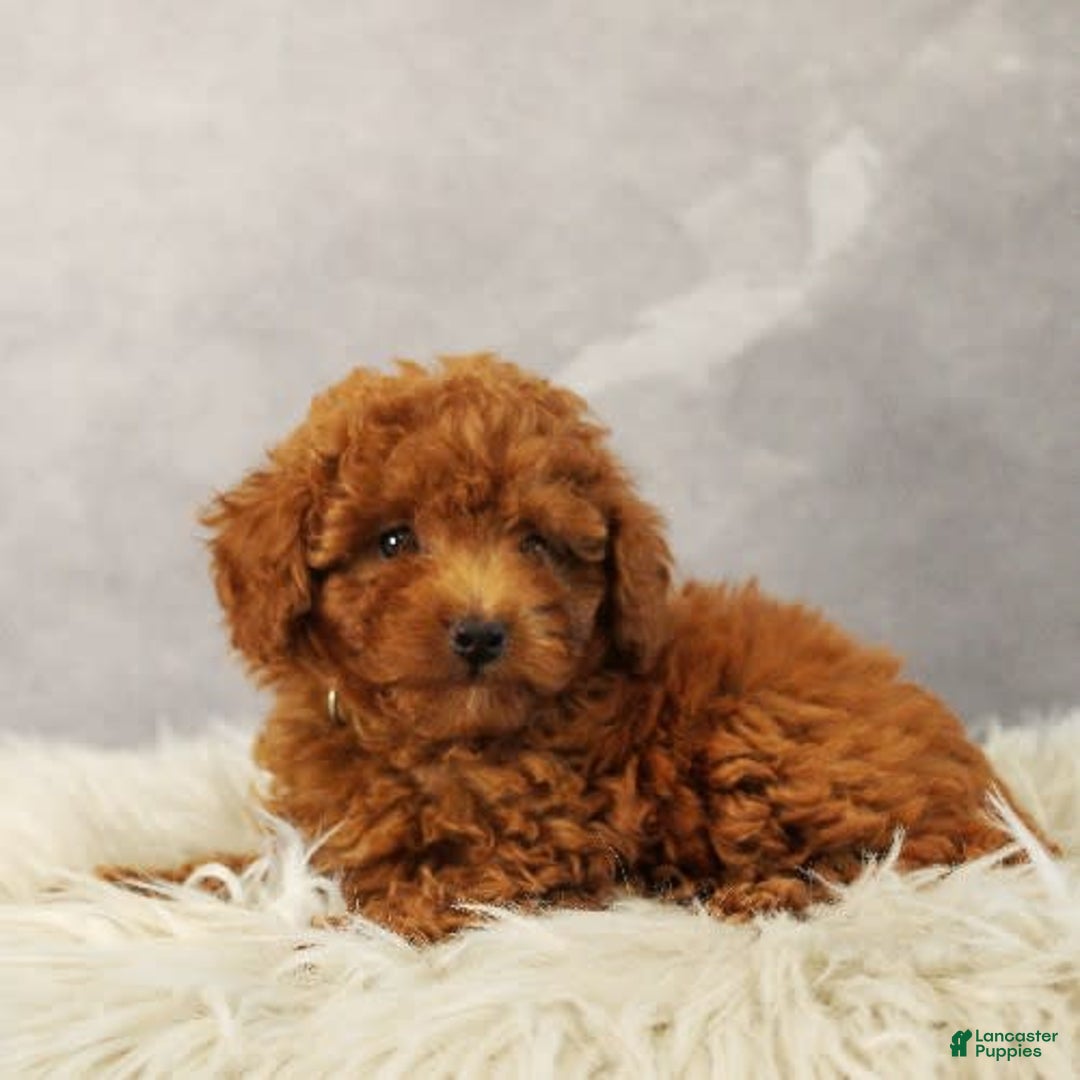 Toy Poodle dogs for sale: Sunshine - Image 3