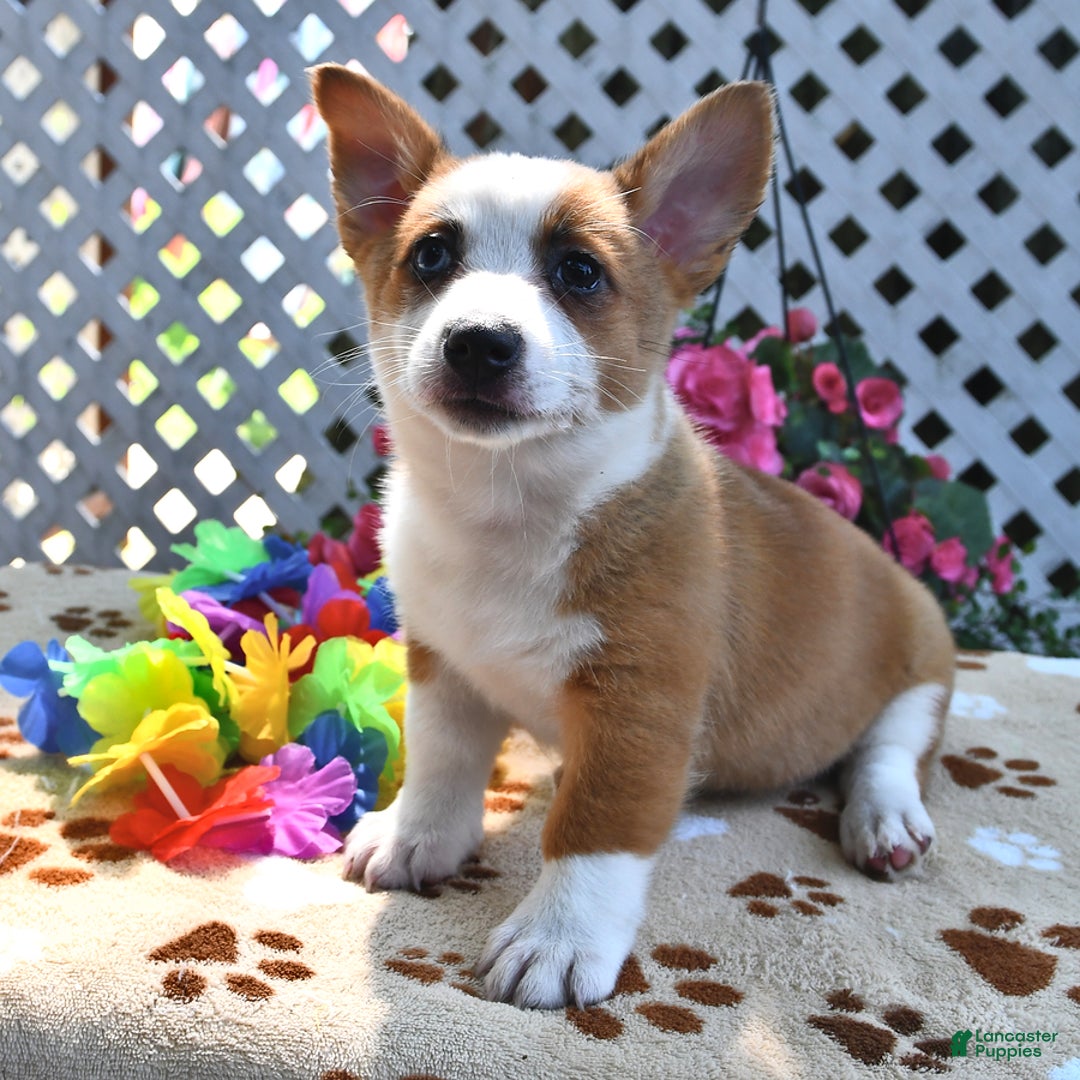 Welsh Corgi Pembroke dogs for sale: Ava - Image 5