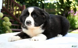 Australian Shepherd dogs for sale: Brenda - Image 6