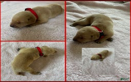 Labrador Retriever dogs for sale: Belle - Image 3