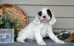 Cocker Spaniel dogs for sale: Jingles - Image 4