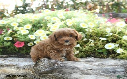Havapoo dogs for sale: Tucker - Image 2