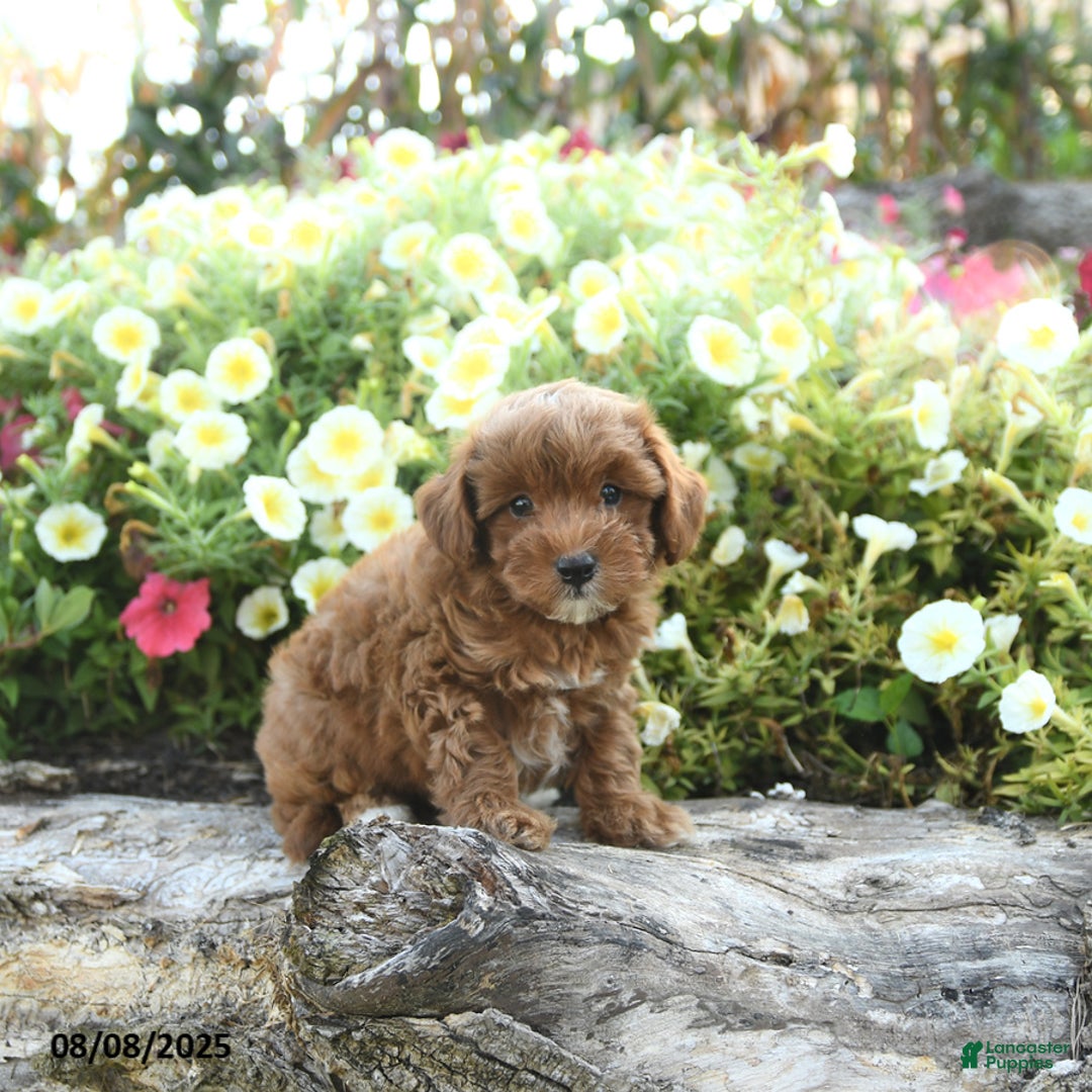 Havapoo dogs for sale: Tucker - Image 2