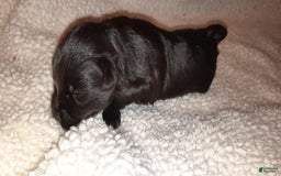 Miniature Schnauzer dogs for sale: Boy2 - Image 20