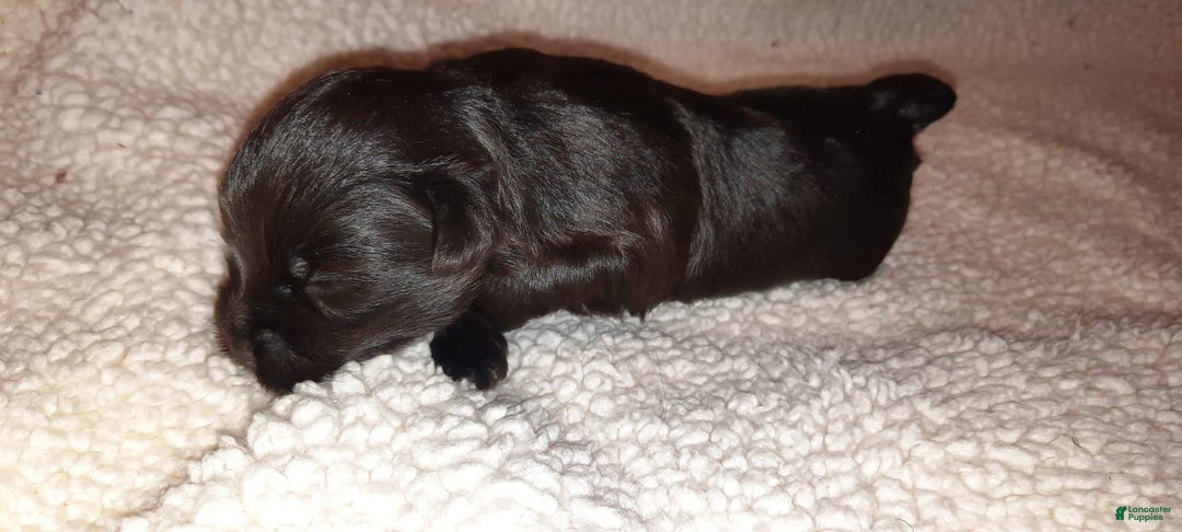Miniature Schnauzer dogs for sale: Boy2 - Image 20