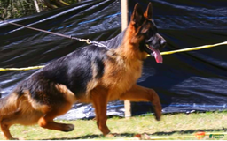 German Shepherd dogs for sale: Big Red - Image 16