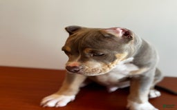 American Bully dogs for sale: Handsome - Image 2