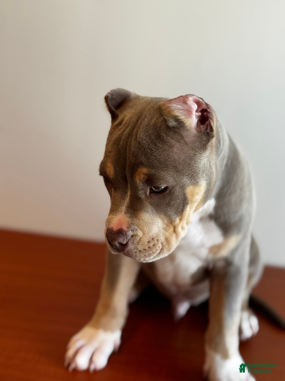 American Bully dogs for sale: Handsome - Image 2