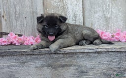 Belgian Tervuren dogs for sale: Mystic - Image 7