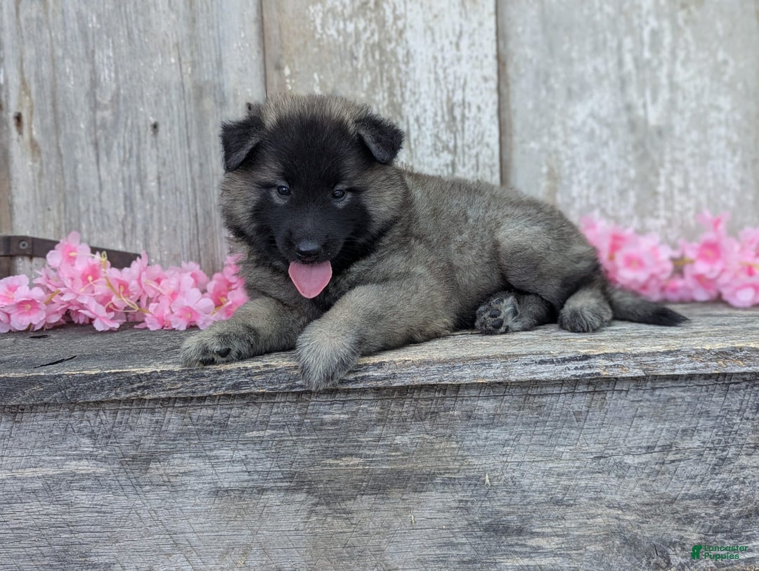 Belgian Tervuren dogs for sale: Mystic - Image 7