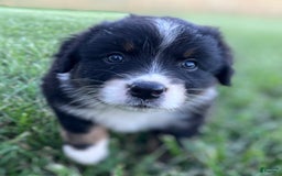Australian Shepherd dogs for sale: Charlie - Image 6