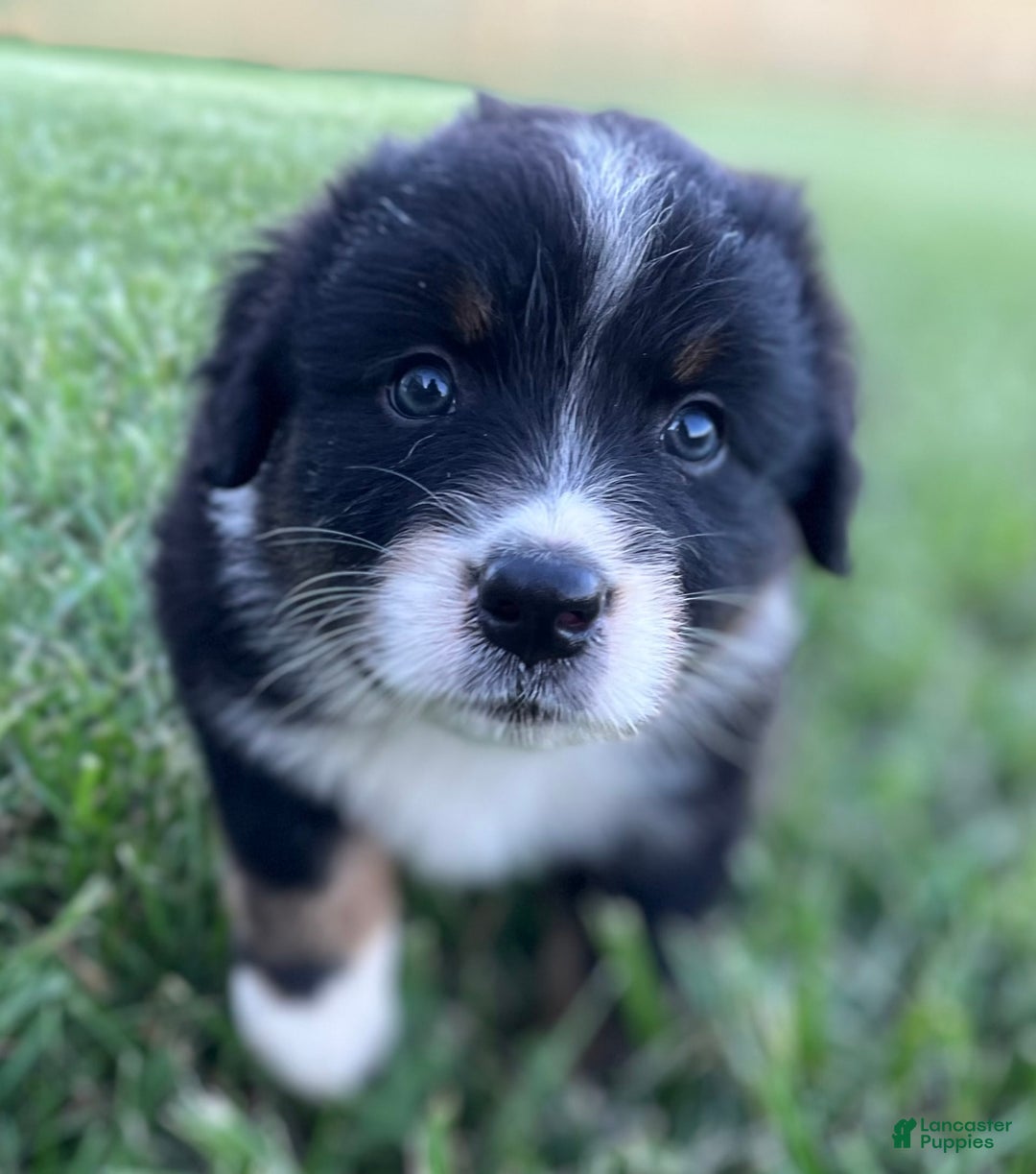 Australian Shepherd dogs for sale: Charlie - Image 6