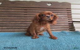 Cavapoo dogs for sale: Princess - Image 24