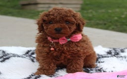 Toy Poodle dogs for sale: Haley - Image 14