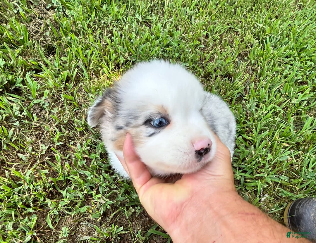 Australian Shepherd dogs for sale: Mr. Sprinkles - Image 5