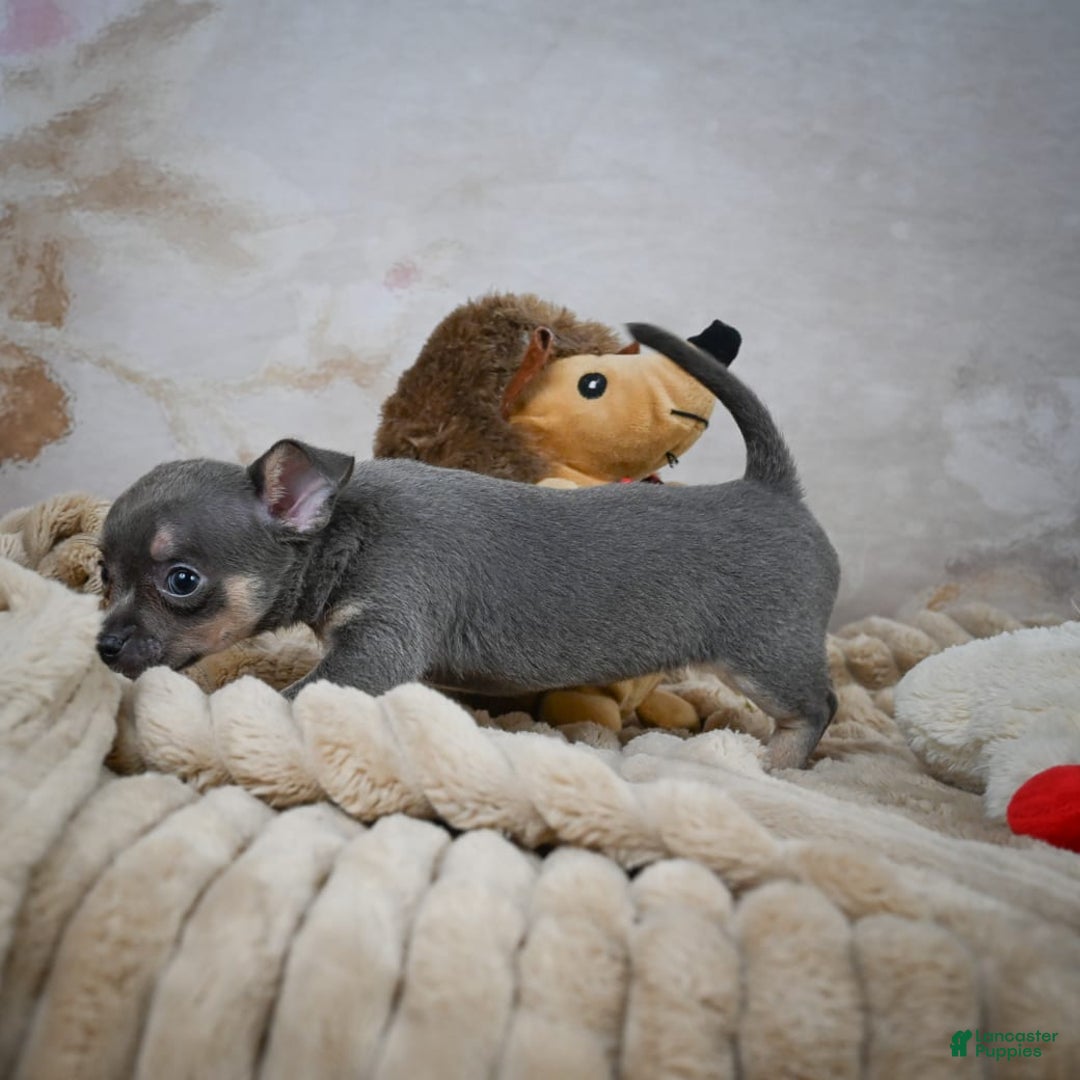 Chihuahua dogs for sale: Sally - Image 5