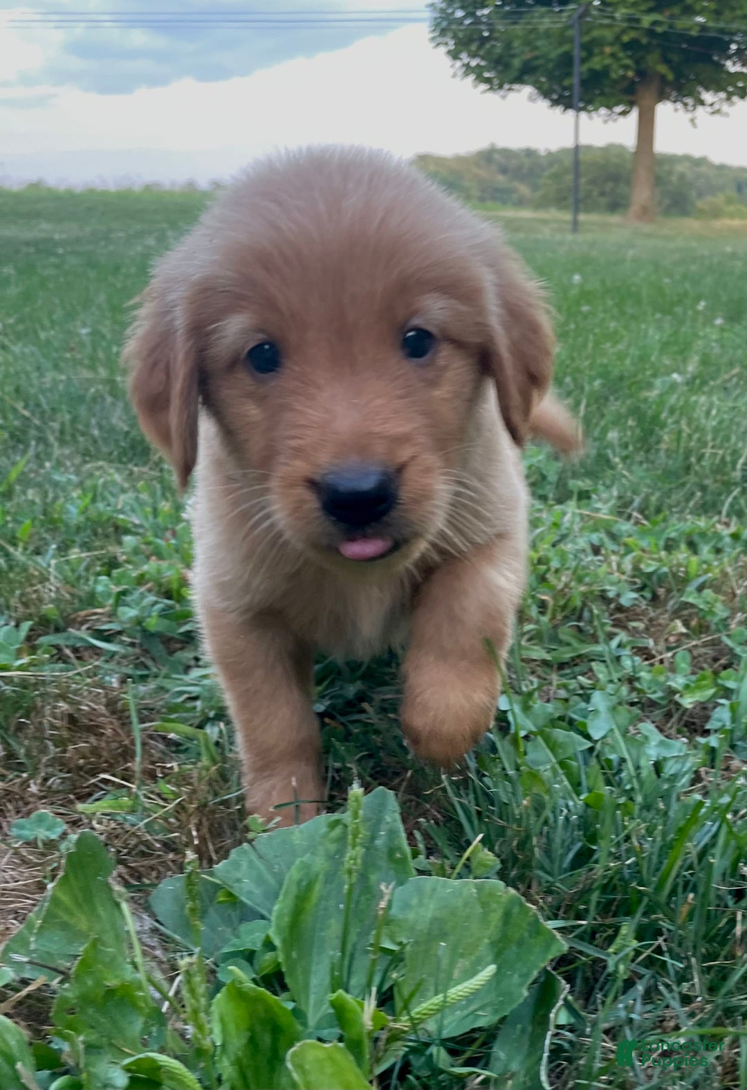 Golden Retriever dogs for sale: King - Image 3