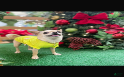 Chihuahua dogs for sale: Barkley - Image 4