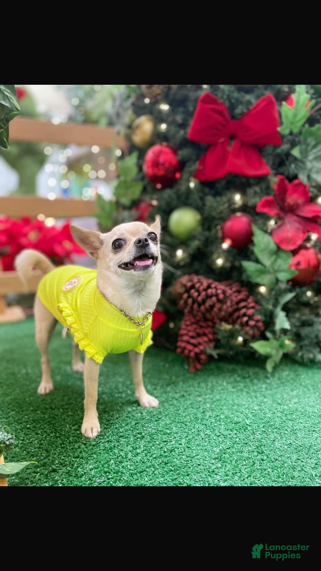 Chihuahua dogs for sale: Barkley - Image 4