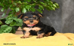 Yorkshire Terrier dogs for sale: Yorkshire Terrier 5 puppies - Image 2