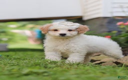 Mini Aussiedoodle dogs for sale: Dottie - Image 4