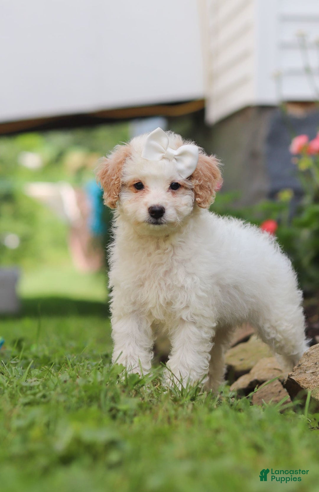 Mini Aussiedoodle dogs for sale: Dottie - Image 4