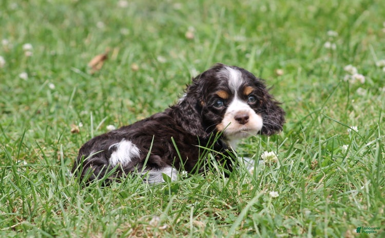 Cocker Spaniel dogs for sale - Ad 4