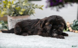Shorkie dogs for sale: Lou - Image 1