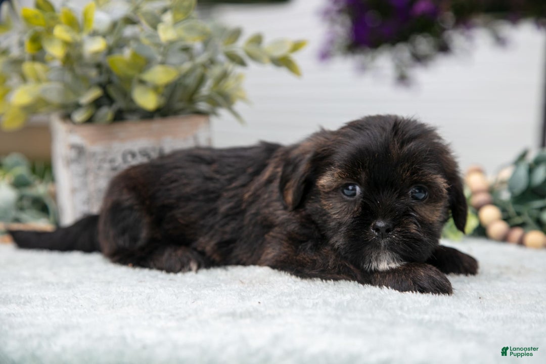 Shorkie dogs for sale: Lou - Image 1