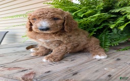 Goldendoodle dogs for sale: Asher - Image 11