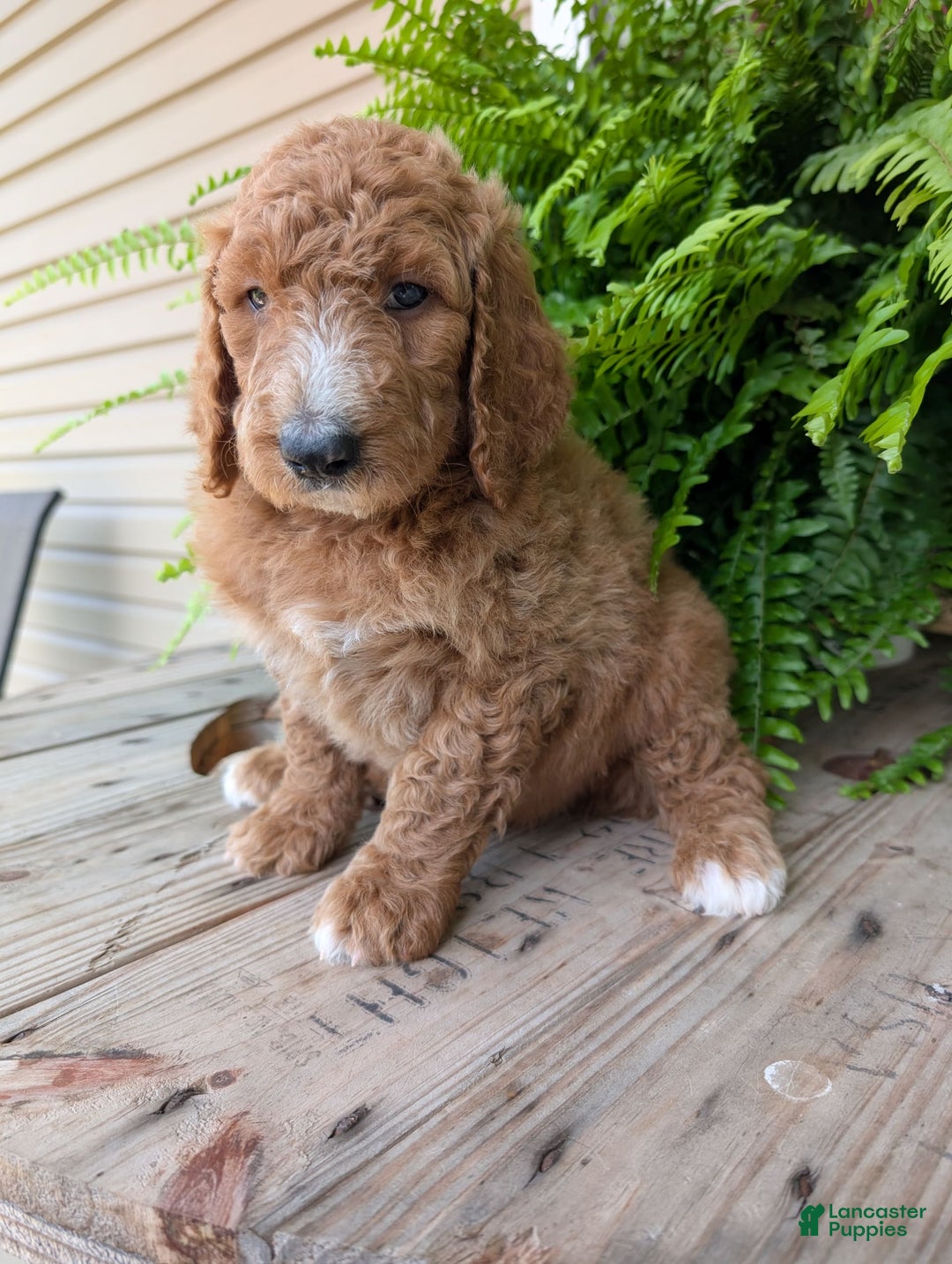 Goldendoodle dogs for sale: Asher - Image 11