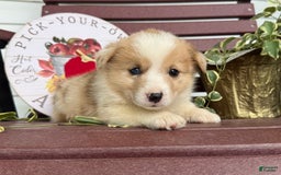 Welsh Corgi Pembroke dogs for sale: Fido - Image 4