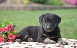 German Shepherd dogs for sale: Anthony - Image 2