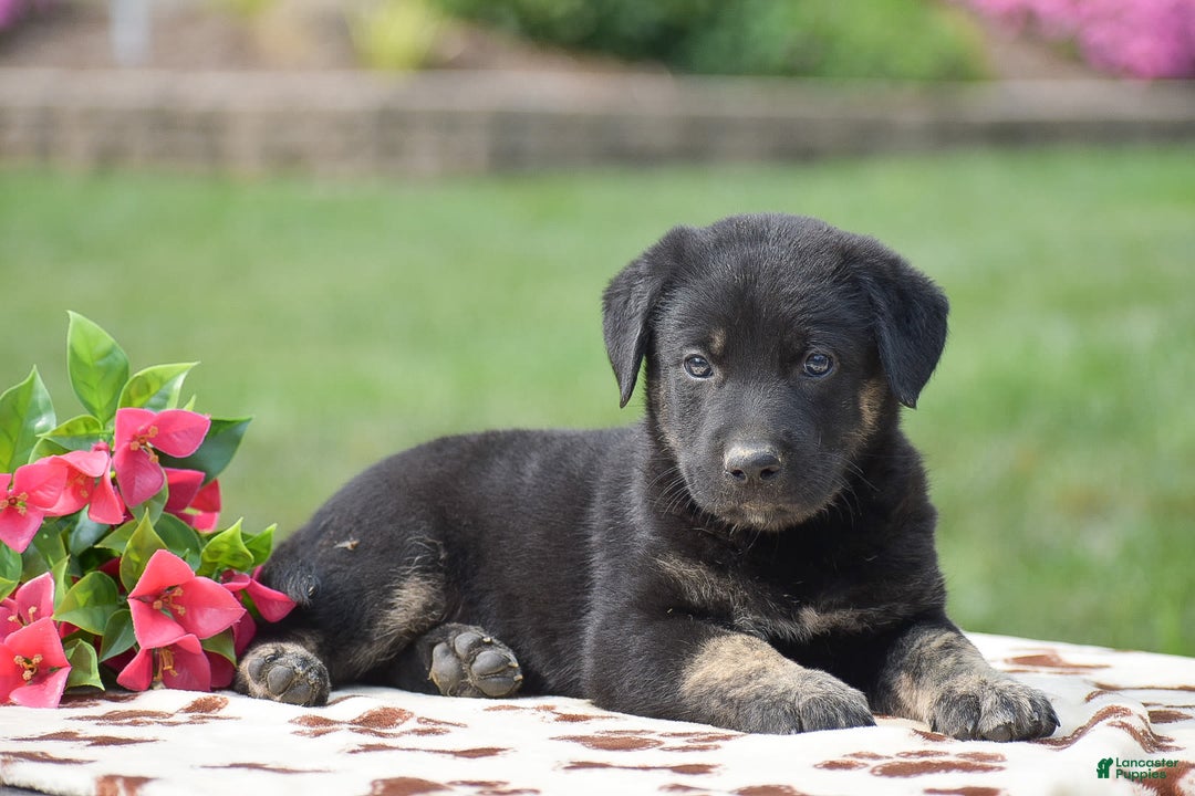 German Shepherd dogs for sale: Anthony - Image 2