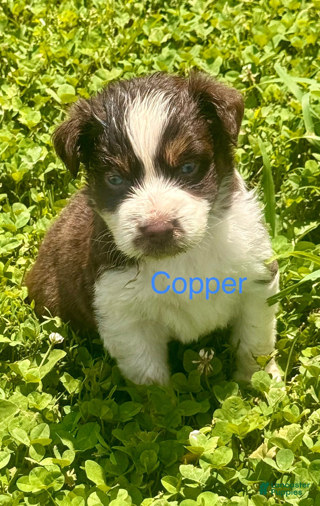 Australian Shepherd dogs for sale: Copper - Image 1