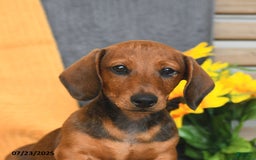 Miniature Dachshund dogs for sale: Patrick - Image 18