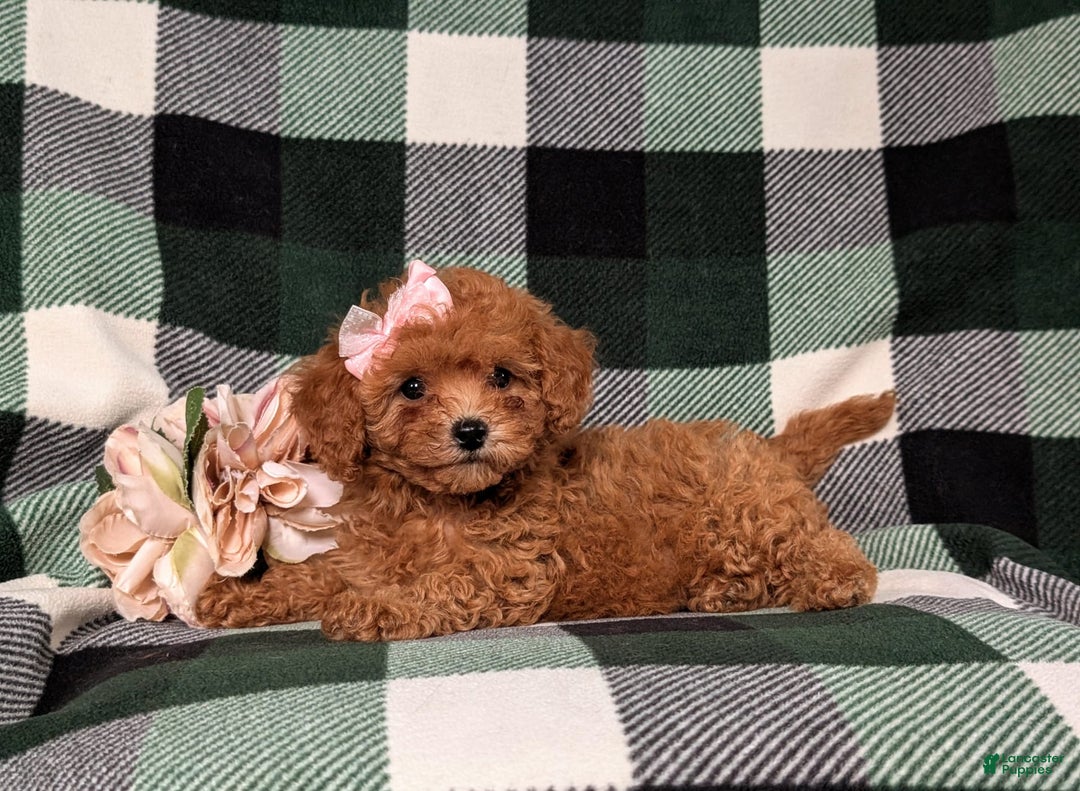 Cavapoo dogs for sale: Kaylene Toy Size Hypoallergenic - Image 2