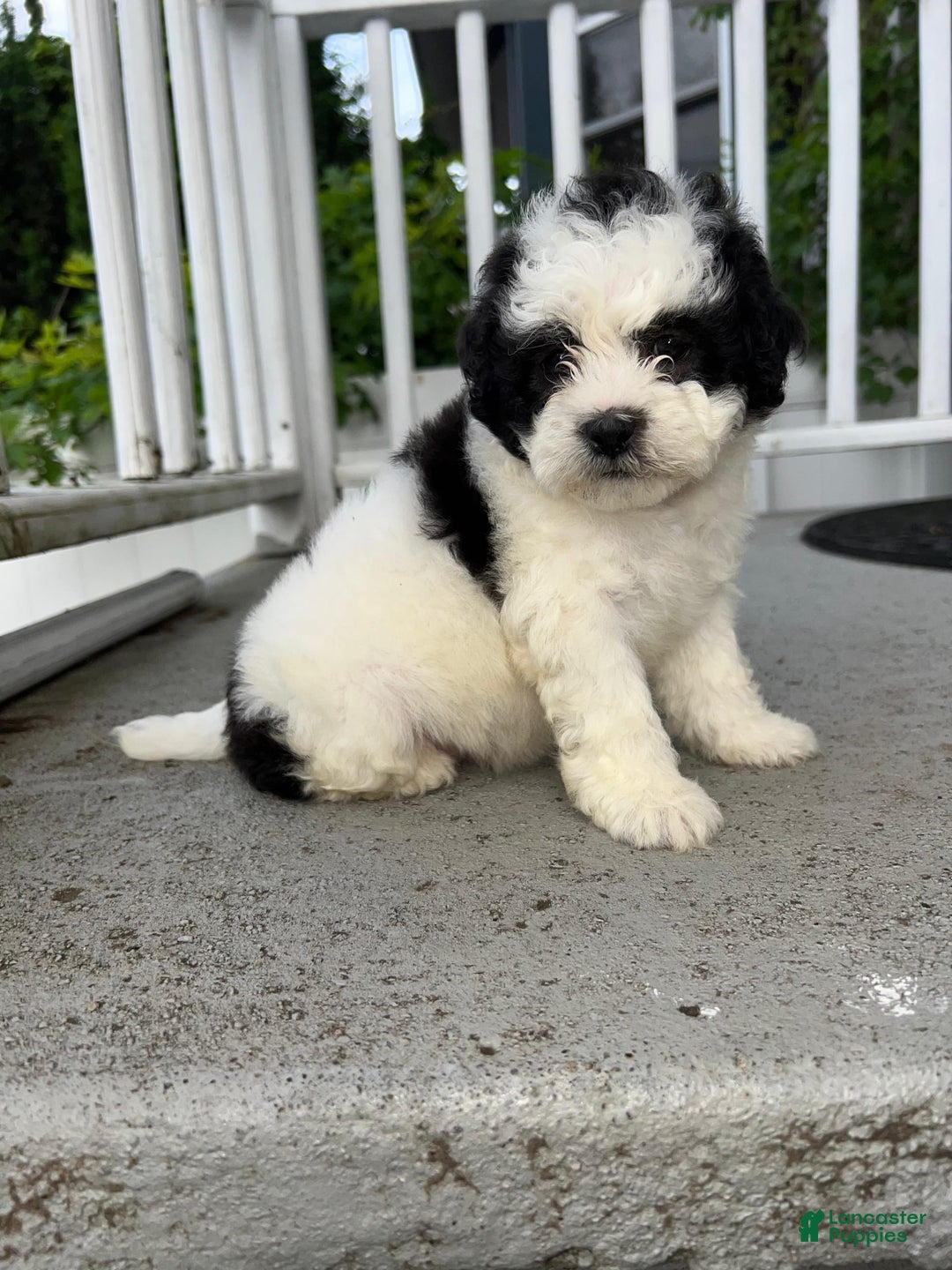 Malshi dogs for sale: Unknown 3 - Image 1