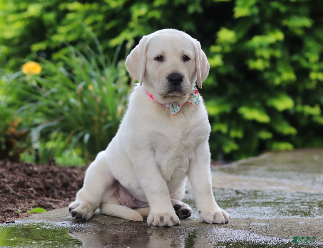 Labrador Retriever dogs for sale: Barbie - Image 3